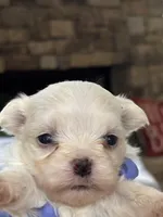 Halo, a female Havamalt for sale in Grayson, GA – Photo 2 of 4