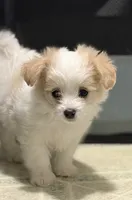 Puppies are here, a female Maltipoo for sale in Grayson, GA – 8 of 10