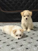 Puppies are here, a male Maltipoo for sale in Grayson, GA – 9 of 9