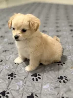 Puppies are here, a female Maltipoo for sale in Grayson, GA – 10 of 10
