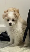 Puppies are here, a male Maltipoo for sale in Grayson, GA – 7 of 9
