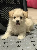 Puppies are here, a male Maltipoo for sale in Grayson, GA – 8 of 9