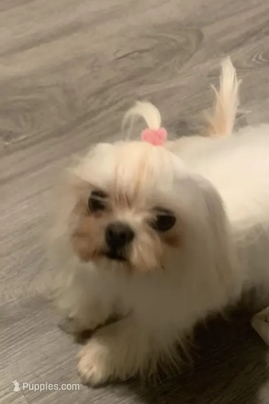 Allure – Maltese puppy for sale in Grayson, GA