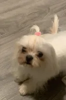 Allure, a female Maltese for sale in Grayson, GA – 1 of 1
