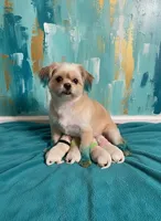 Puppies are here, a female Maltipoo for sale in Grayson, GA – Photo 7 of 7