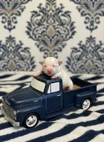 Puppies are here, a female Maltipoo for sale in Grayson, GA – Photo 5 of 7