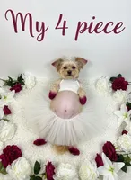 Dream, a female Maltipoo for sale in Grayson, GA – Photo 3 of 3