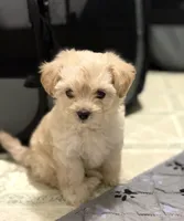 Puppies are here, a female Maltipoo for sale in Grayson, GA – 9 of 10
