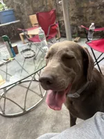 Bluey, a female Labrador Retriever for sale in Bronx, NY – 2 of 2