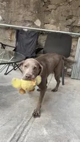Bluey, a female Labrador Retriever for sale in Bronx, NY – 1 of 2