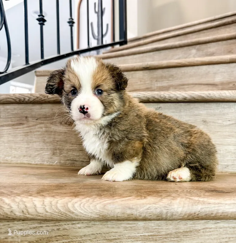 Miracle (Fluffy) – Pembroke Welsh Corgi puppy for sale in Phelan, CA