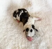 Churro, a male Pembroke Welsh Corgi for sale in Phelan, CA – 4 of 4