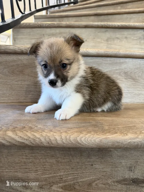 Diamond  – Pembroke Welsh Corgi puppy for sale in Phelan, CA