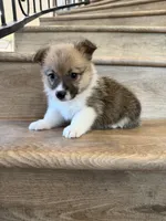 Diamond , a female Pembroke Welsh Corgi for sale in Phelan, CA – 1 of 1