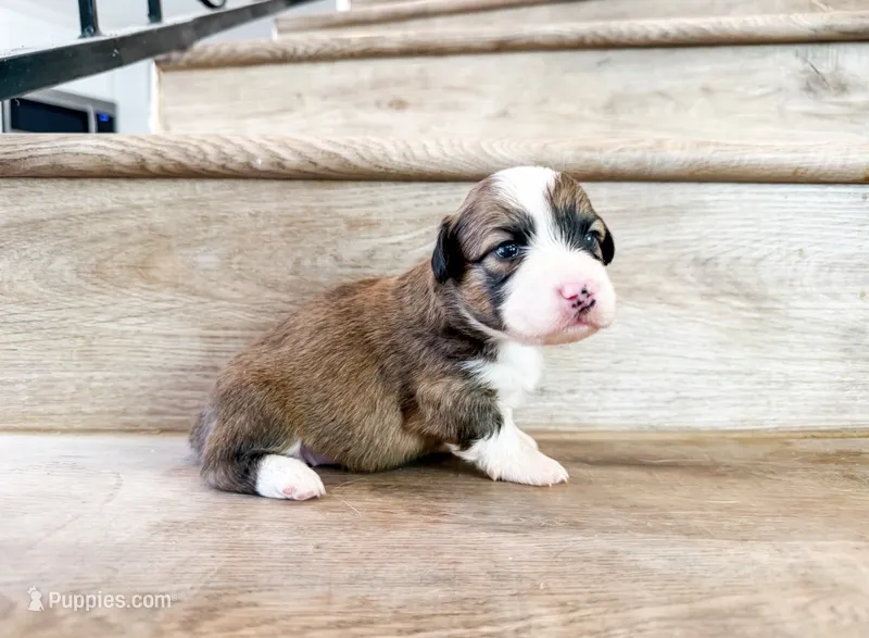 Cookie (Fluffy) – Pembroke Welsh Corgi puppy for sale in Phelan, CA