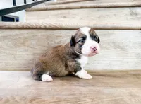 Cookie (Fluffy), a female Pembroke Welsh Corgi for sale in Phelan, CA – 1 of 5