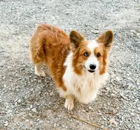 Bouncer Booze, a male Pembroke Welsh Corgi for sale in Phelan, CA – 5 of 7