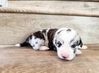 Churro (full tail), a male Pembroke Welsh Corgi for sale in Phelan, CA – 1 of 5