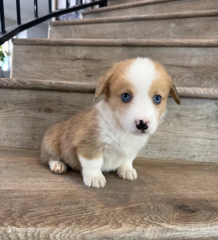 Feta – Cardigan Welsh Corgi, Pembroke Welsh Corgi puppy for sale in Phelan, CA