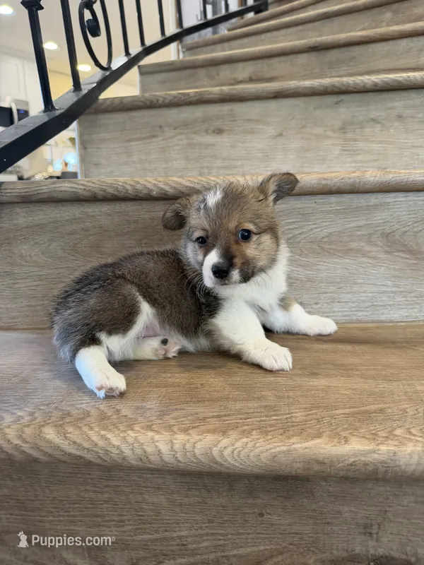 Sapphire  – Pembroke Welsh Corgi puppy for sale in Phelan, CA