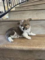 Sapphire , a female Pembroke Welsh Corgi for sale in Phelan, CA – 1 of 1