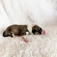 Cannoli, a male Pembroke Welsh Corgi for sale in Phelan, CA – 4 of 4
