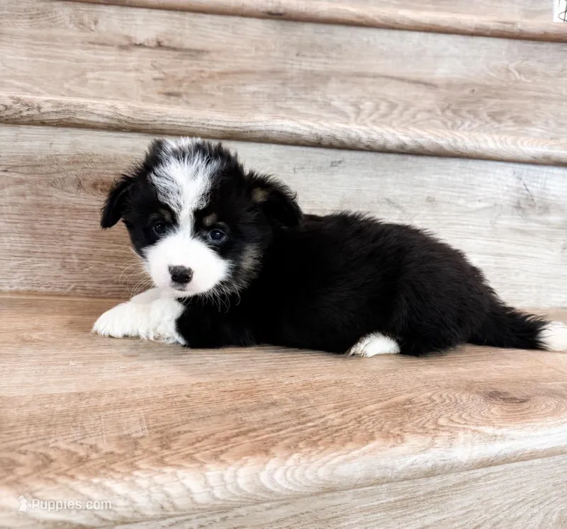 Dream (Fluffy) – Pembroke Welsh Corgi puppy for sale in Phelan, CA