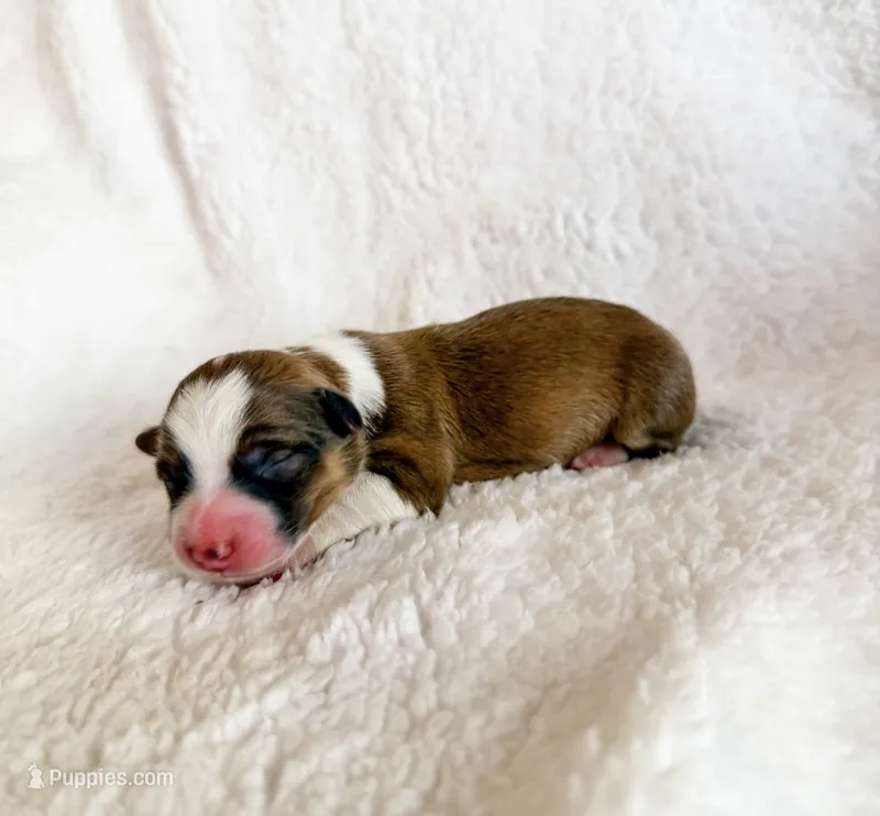 Donut – Pembroke Welsh Corgi puppy for sale in Phelan, CA