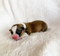 Donut, a female Pembroke Welsh Corgi for sale in Phelan, CA – 1 of 4