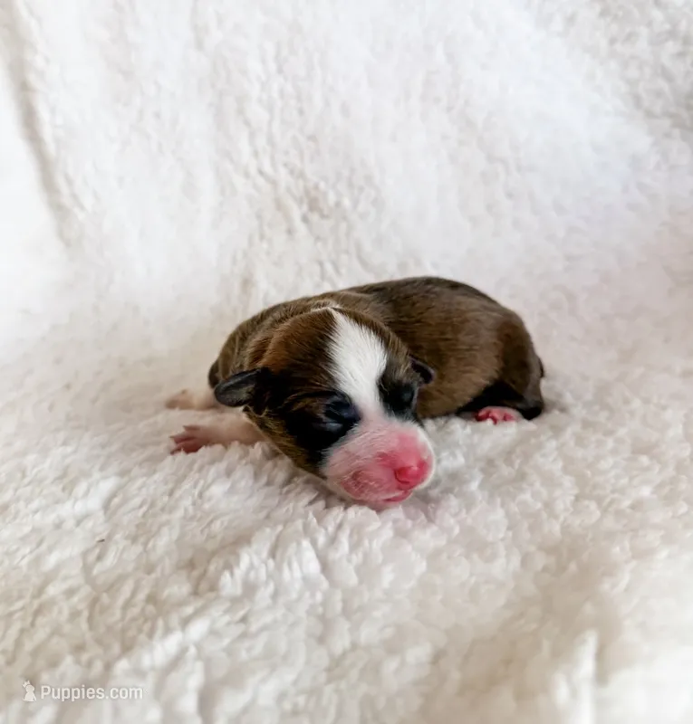 Cookie – Pembroke Welsh Corgi puppy for sale in Phelan, CA