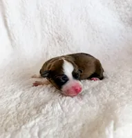Cookie, a female Pembroke Welsh Corgi for sale in Phelan, CA – 1 of 4