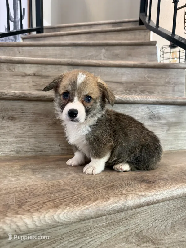 Gouda – Pembroke Welsh Corgi puppy for sale in Phelan, CA