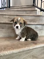 Gouda, a male Pembroke Welsh Corgi for sale in Phelan, CA – 1 of 1