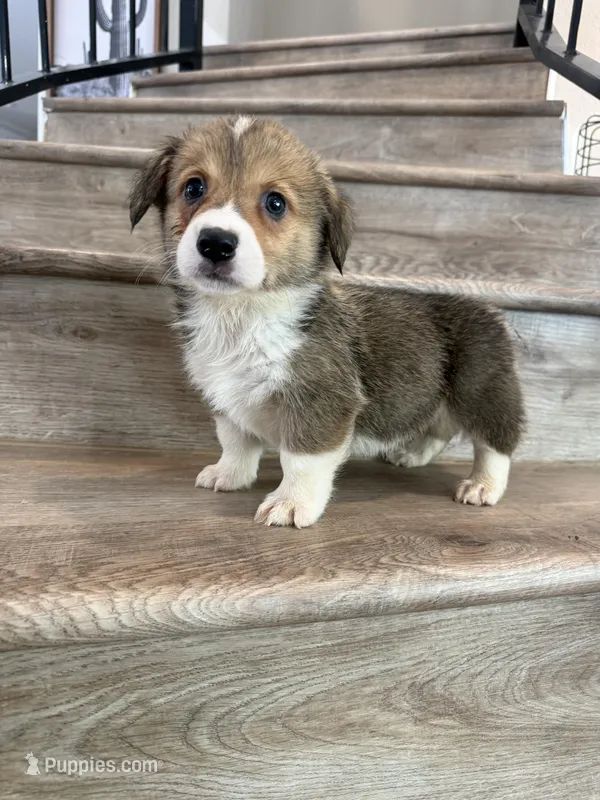 Asiago – Pembroke Welsh Corgi puppy for sale in Phelan, CA