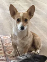 Peach, a female Pembroke Welsh Corgi for sale in Phelan, CA – 6 of 6