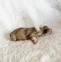 Caramel, a female Pembroke Welsh Corgi for sale in Phelan, CA – 2 of 4
