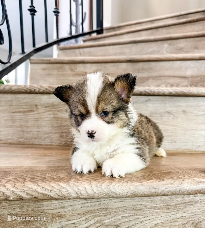 Wonder (Fluffy) – Pembroke Welsh Corgi puppy for sale in Phelan, CA