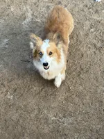 Bouncer Booze, a male Pembroke Welsh Corgi for sale in Phelan, CA – 7 of 7