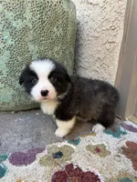 Waylon, a male Cardigan Welsh Corgi and Pembroke Welsh Corgi for sale in Phelan, CA – Photo 1 of 2