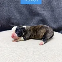 Waylon, a male Cardigan Welsh Corgi and Pembroke Welsh Corgi for sale in Phelan, CA – Photo 2 of 2