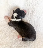 Truffle, a male Pembroke Welsh Corgi for sale in Phelan, CA – 4 of 4
