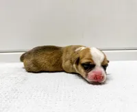 Draco, a male Pembroke Welsh Corgi for sale in Phelan, CA – Photo 2 of 2