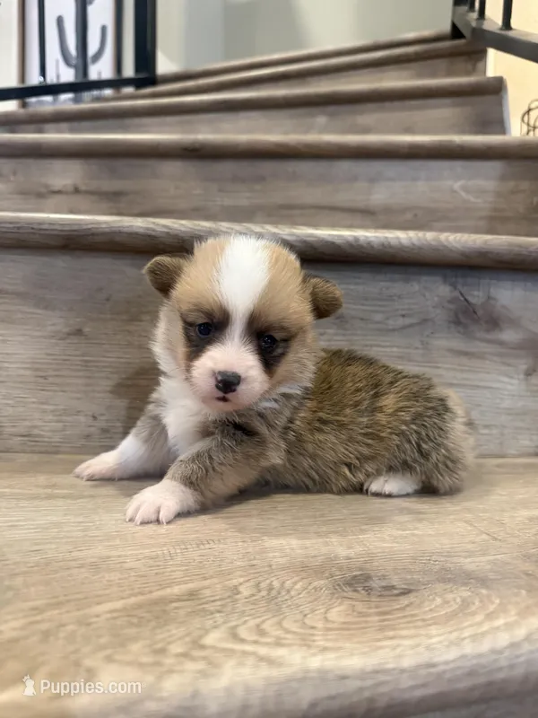 Draco – Pembroke Welsh Corgi puppy for sale in Phelan, CA
