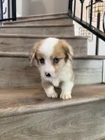 Ricotta, a female Cardigan Welsh Corgi and Pembroke Welsh Corgi for sale in Phelan, CA – Photo 2 of 2