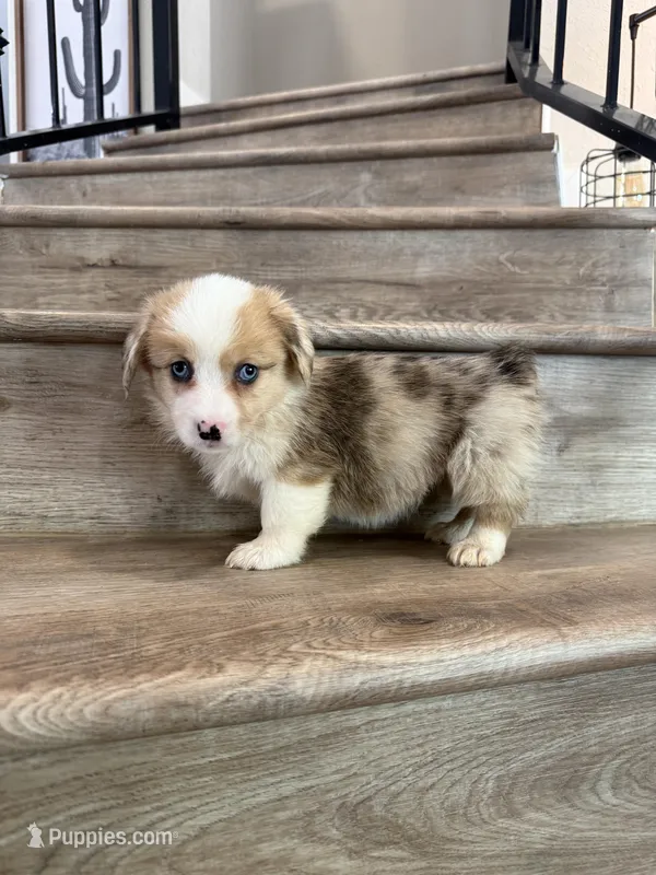 Ricotta – Cardigan Welsh Corgi, Pembroke Welsh Corgi puppy for sale in Phelan, CA