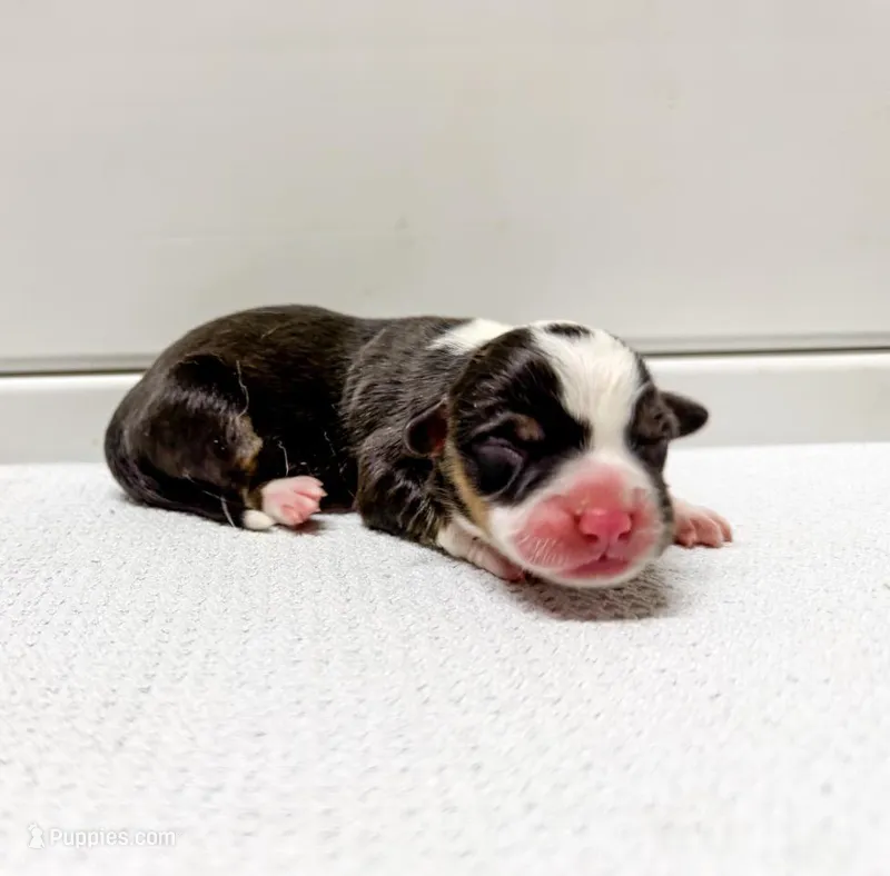 Lyra – Pembroke Welsh Corgi puppy for sale in Phelan, CA