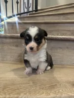 Lyra, a male Pembroke Welsh Corgi for sale in Phelan, CA – Photo 1 of 2