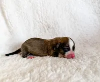 Cookie, a female Pembroke Welsh Corgi for sale in Phelan, CA – 2 of 4