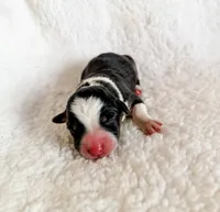 Truffle, a male Pembroke Welsh Corgi for sale in Phelan, CA – 1 of 4
