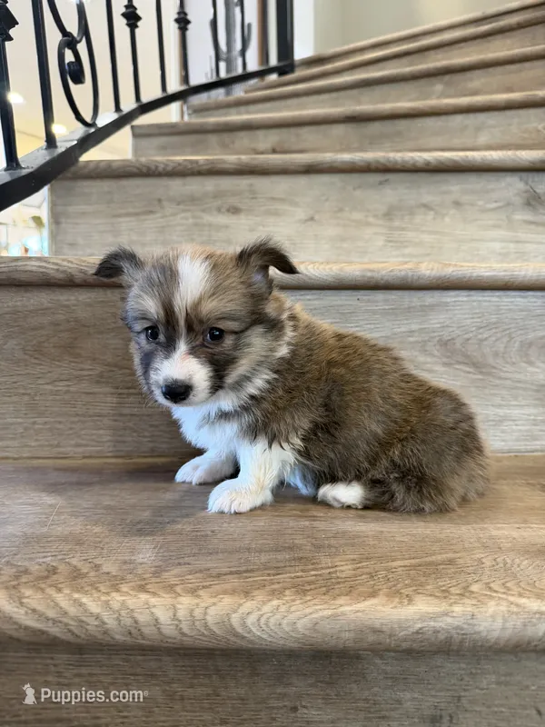 Ruby – Pembroke Welsh Corgi puppy for sale in Phelan, CA